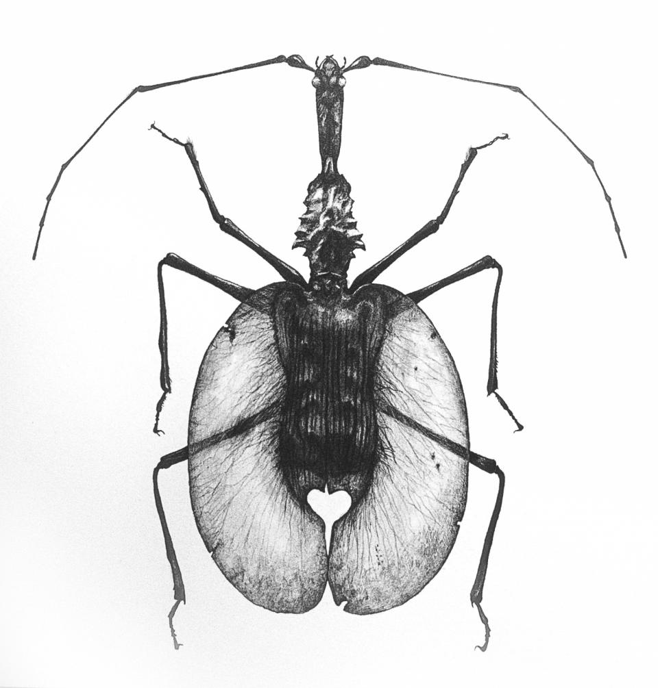 Javan Fiddle Beetle 1999 pencile on paper 25.5 x 26 cm  SOLD